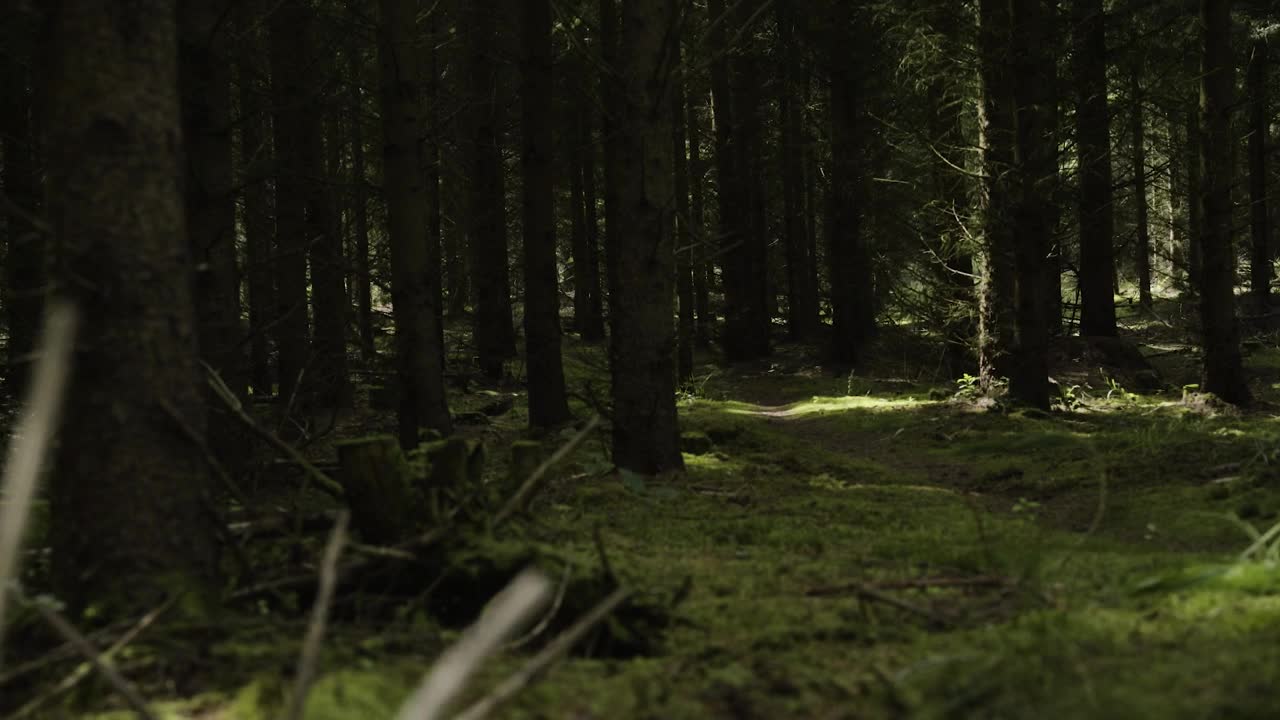 Stock Video Dark Woodland Live Wallpaper For PC - Free Download