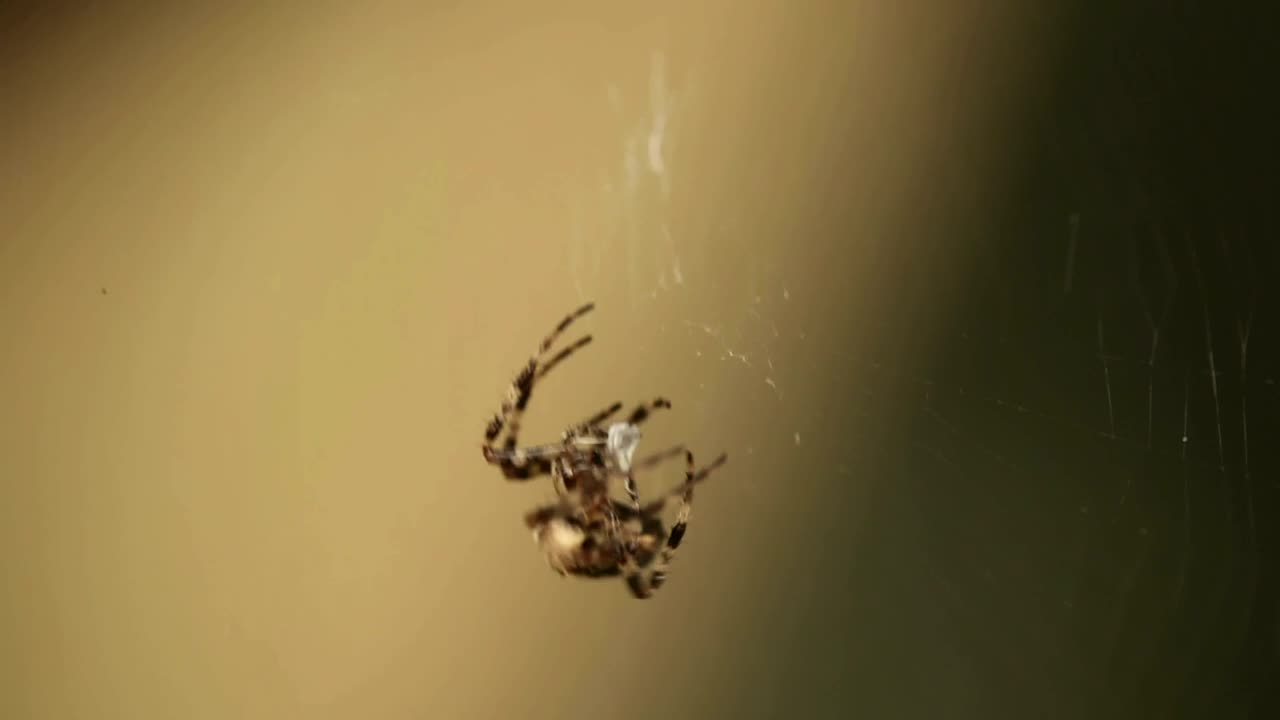 Free Video Stock Spider Walking On The Web Live Wallpaper - Free Download
