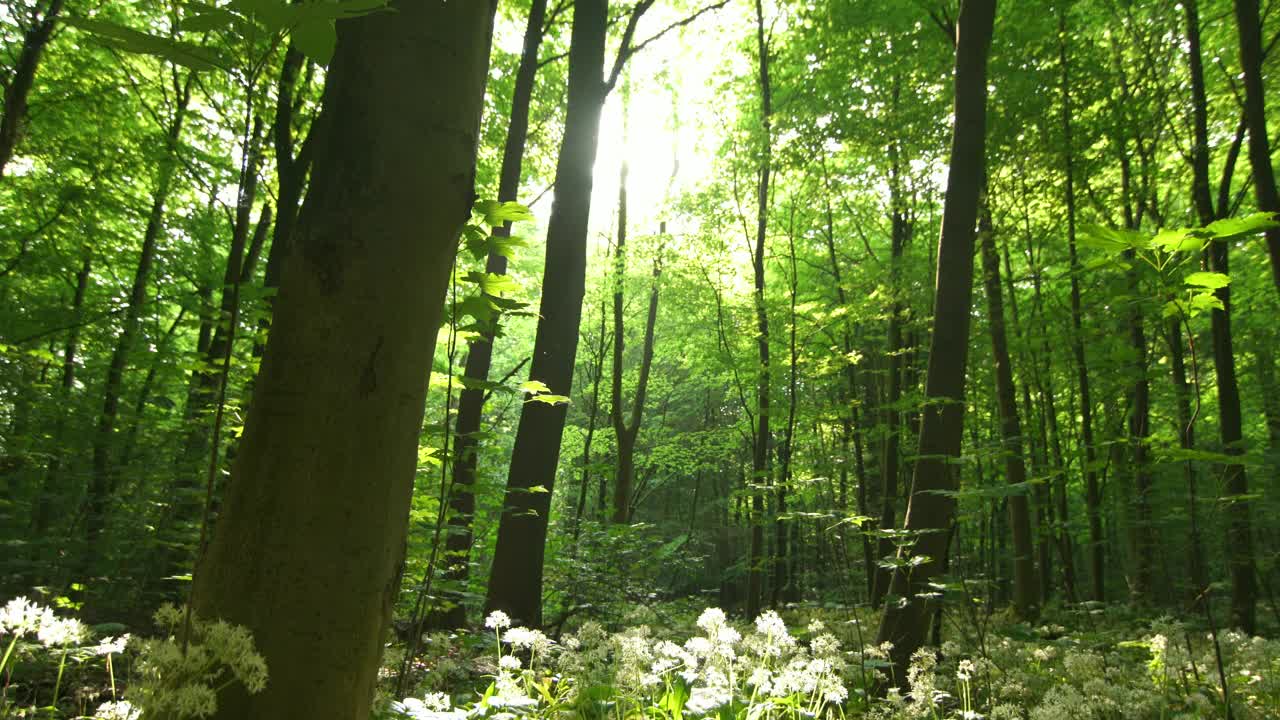 Free Video Stock Sun Shining Between The Trees Live Wallpaper - Free Download