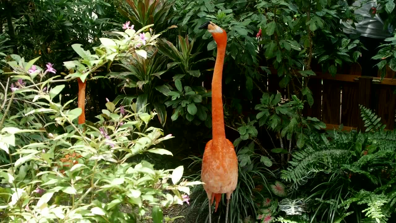 Stock Video Flamingo Bird In A Tropical Garden Live Wallpaper For PC - Free Download