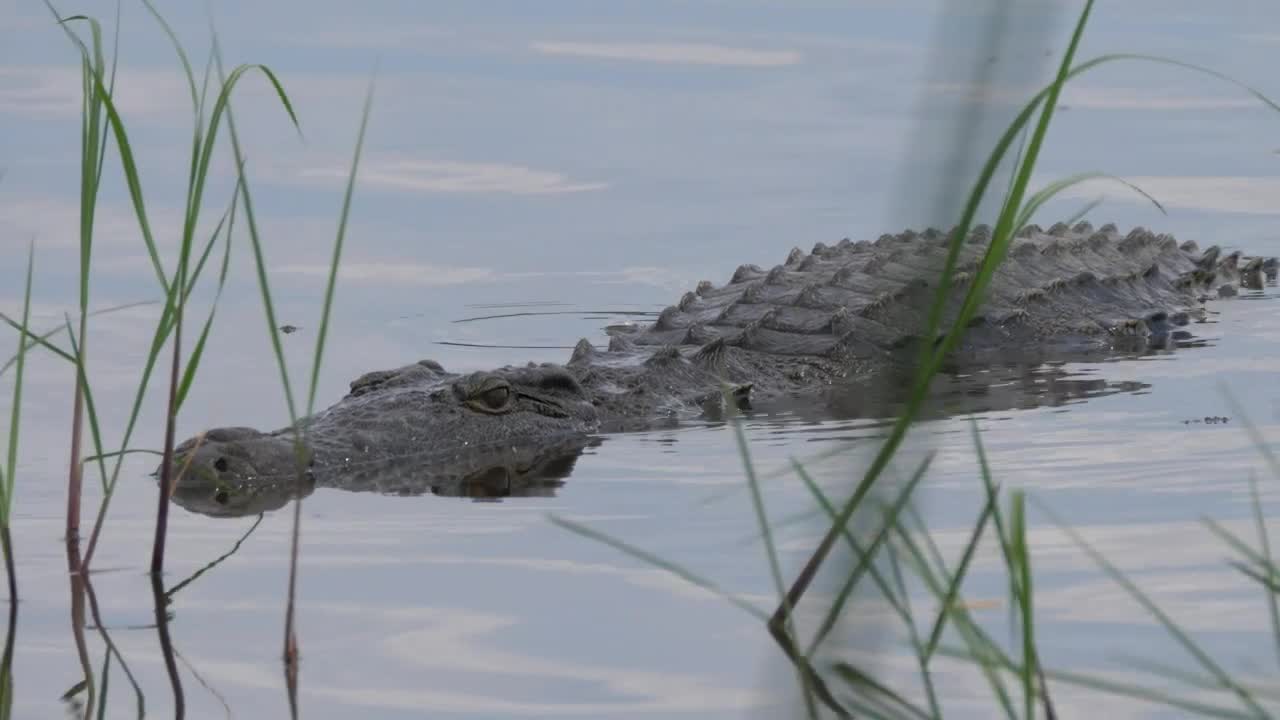 Stock Video Crocodile Lurking In The Lake Live Wallpaper For PC - Free Download