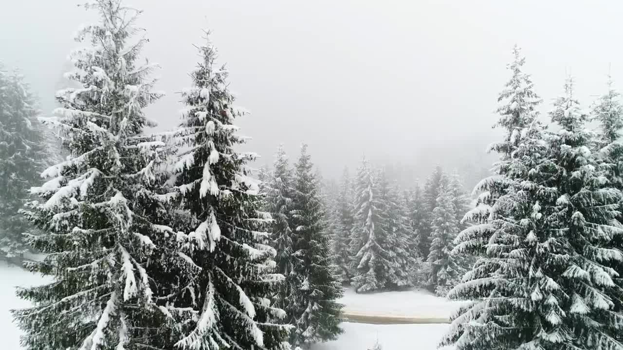Free Video Stock Snowing In A Foggy Forest Slow Motion Live Wallpaper - Free Download
