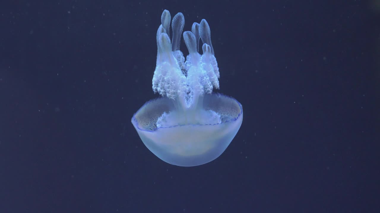 Stock Video Jellyfish Swimming Down Animated Wallpaper - Free Download