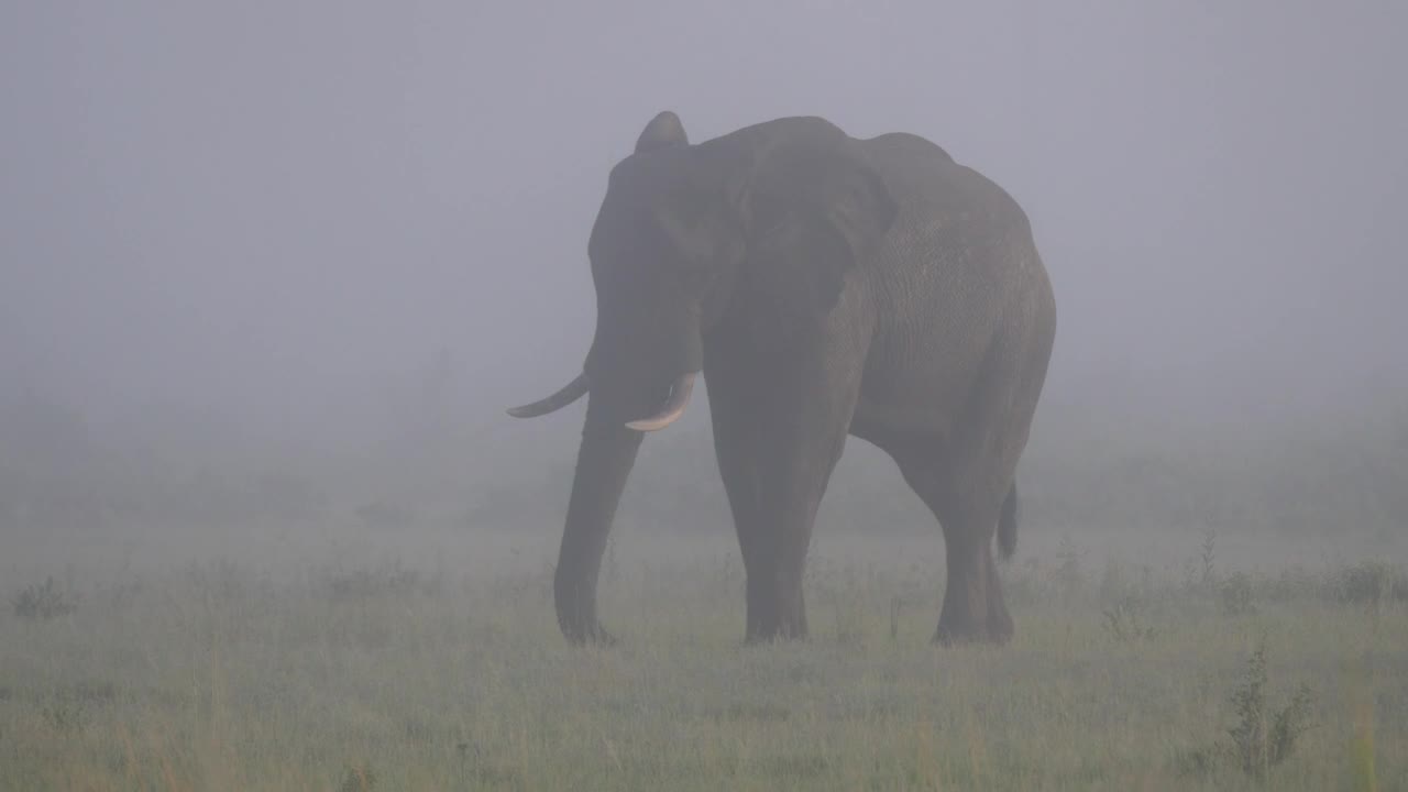 Stock Video Elephant Grazing On A Misty Savanna Live Wallpaper For PC - Free Download