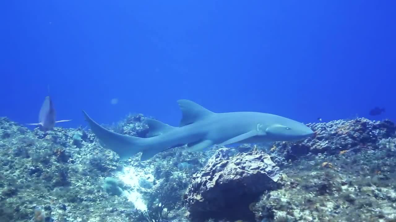 Free Video Stock Small Shark Swimming Live Wallpaper - Free Download