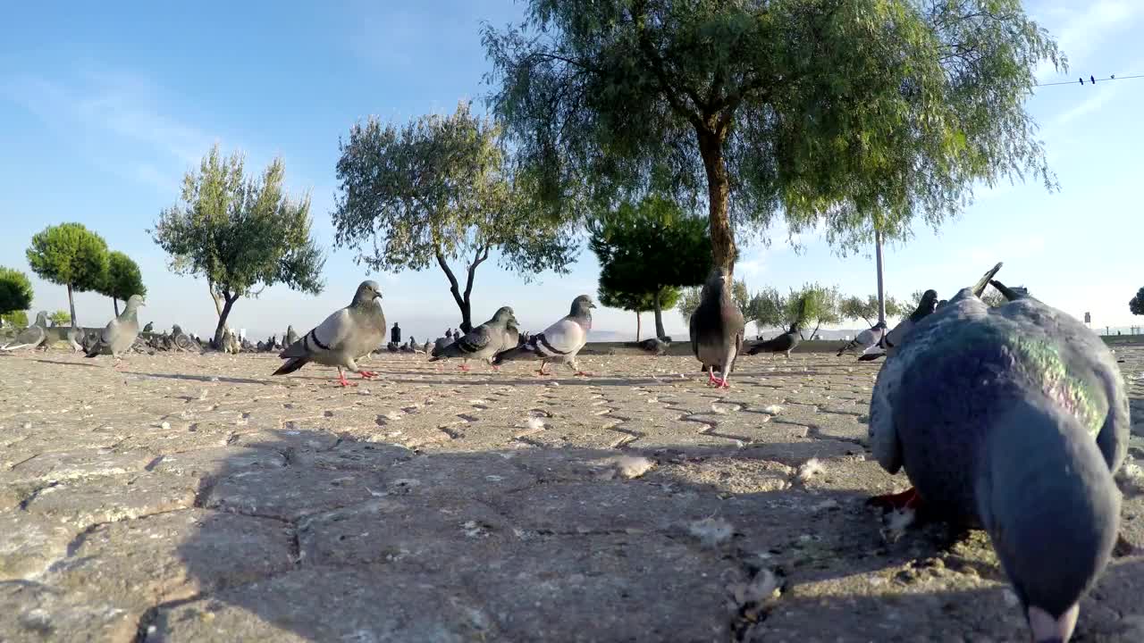 Video Stock Pigeons Searching For Food Ground Shot Live Wallpaper Free - Free Download