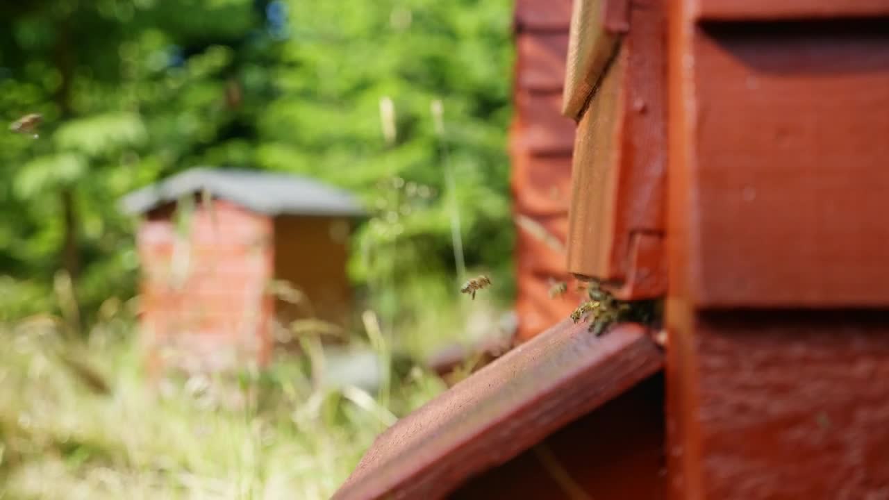 Stock Video Honey Producing Beekeeping Farm Animated Wallpaper - Free Download