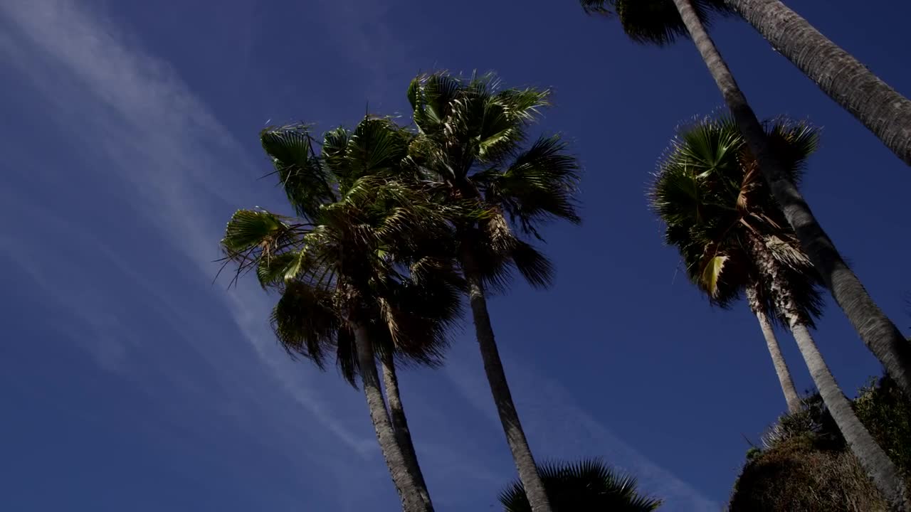 Stock Video Low View Of Some Palm Trees Moved By The Wind Animated Wallpaper - Free Download