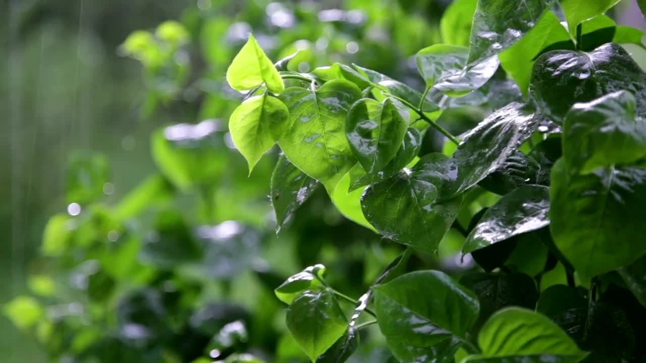 Free Video Stock Soft Rain Falling In A Garden Live Wallpaper - Free Download