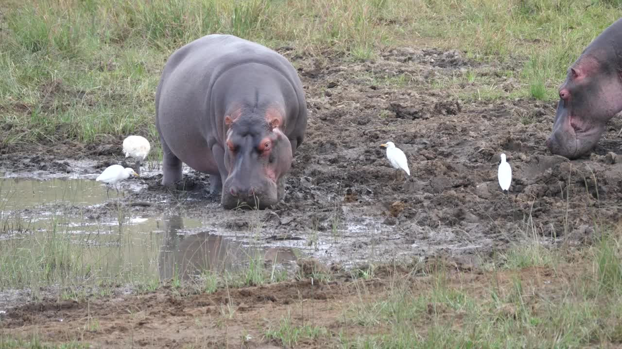 Stock Video Hippos Resting In The Mud Animated Wallpaper - Free Download