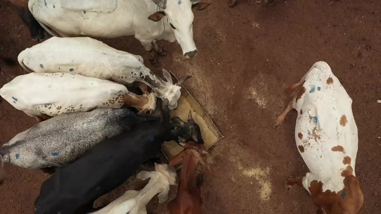 Stock Video Cows Eating Together Live Wallpaper For PC - Free Download