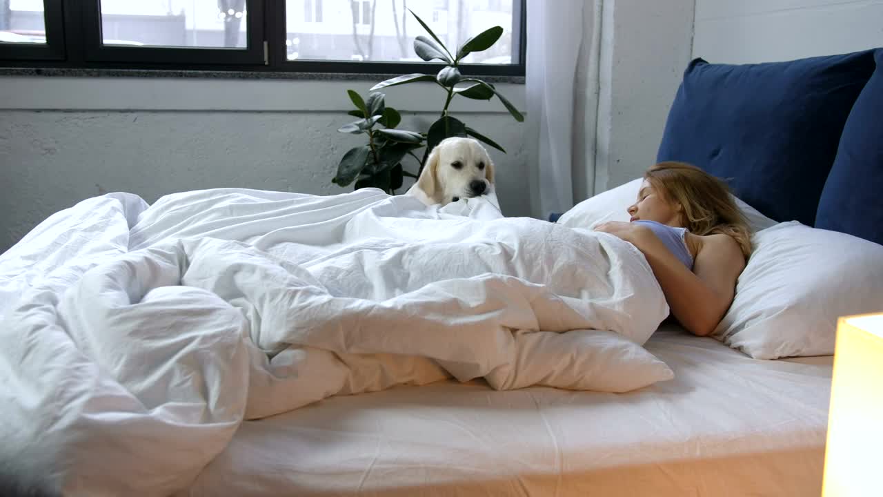 Stock Video Dog Waking Up Their Owner Live Wallpaper For PC - Free Download