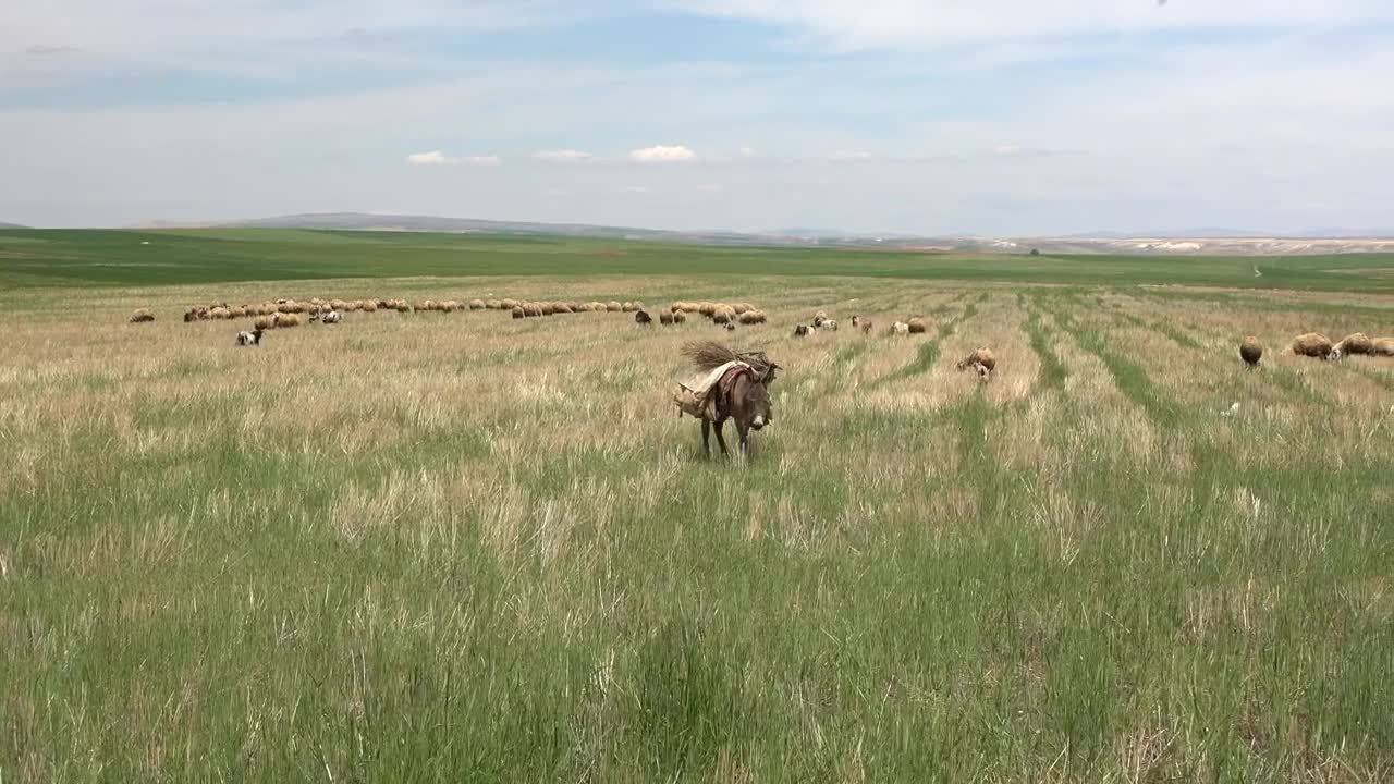 Stock Video Donkey Walking In A Green Plain Live Wallpaper For PC - Free Download