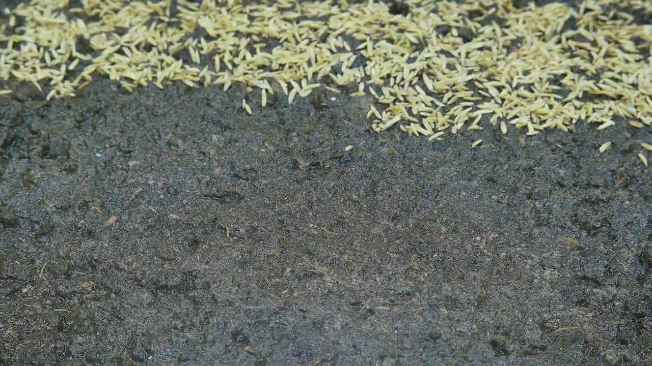 Free Video Stock time lapse of growing grass Live Wallpaper - Free Download