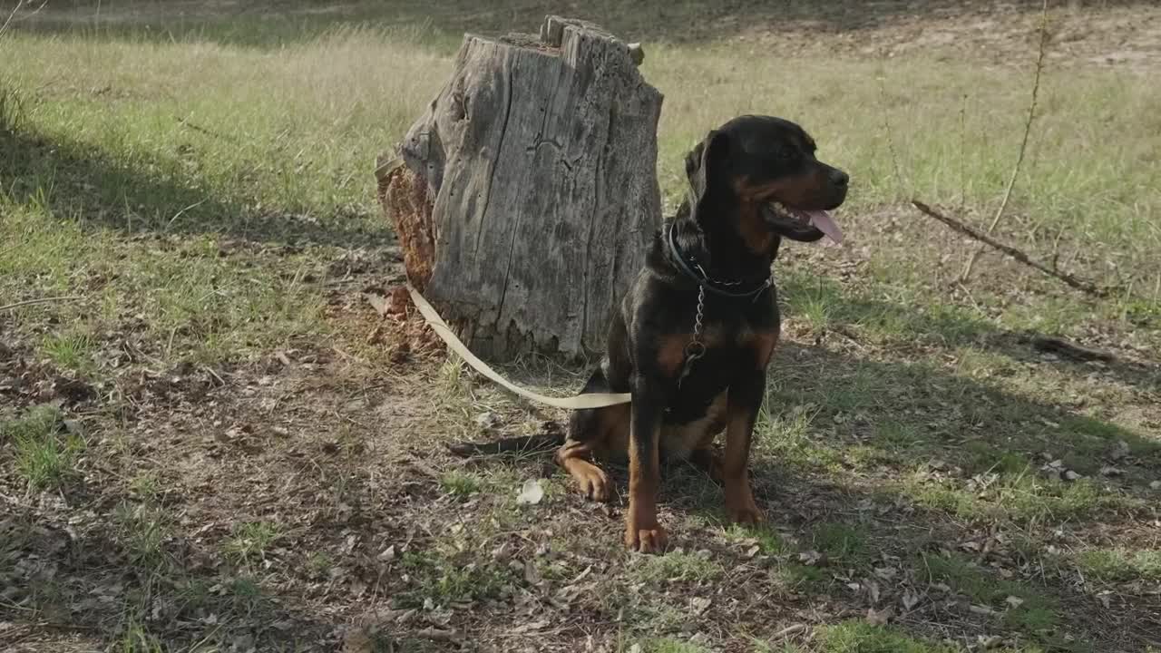 Stock Video Dog Tied To A Log In Nature Live Wallpaper For PC - Free Download