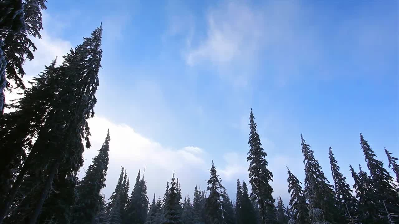 Stock Video Low View Of The Sky From A Forest With Pine Animated Wallpaper - Free Download