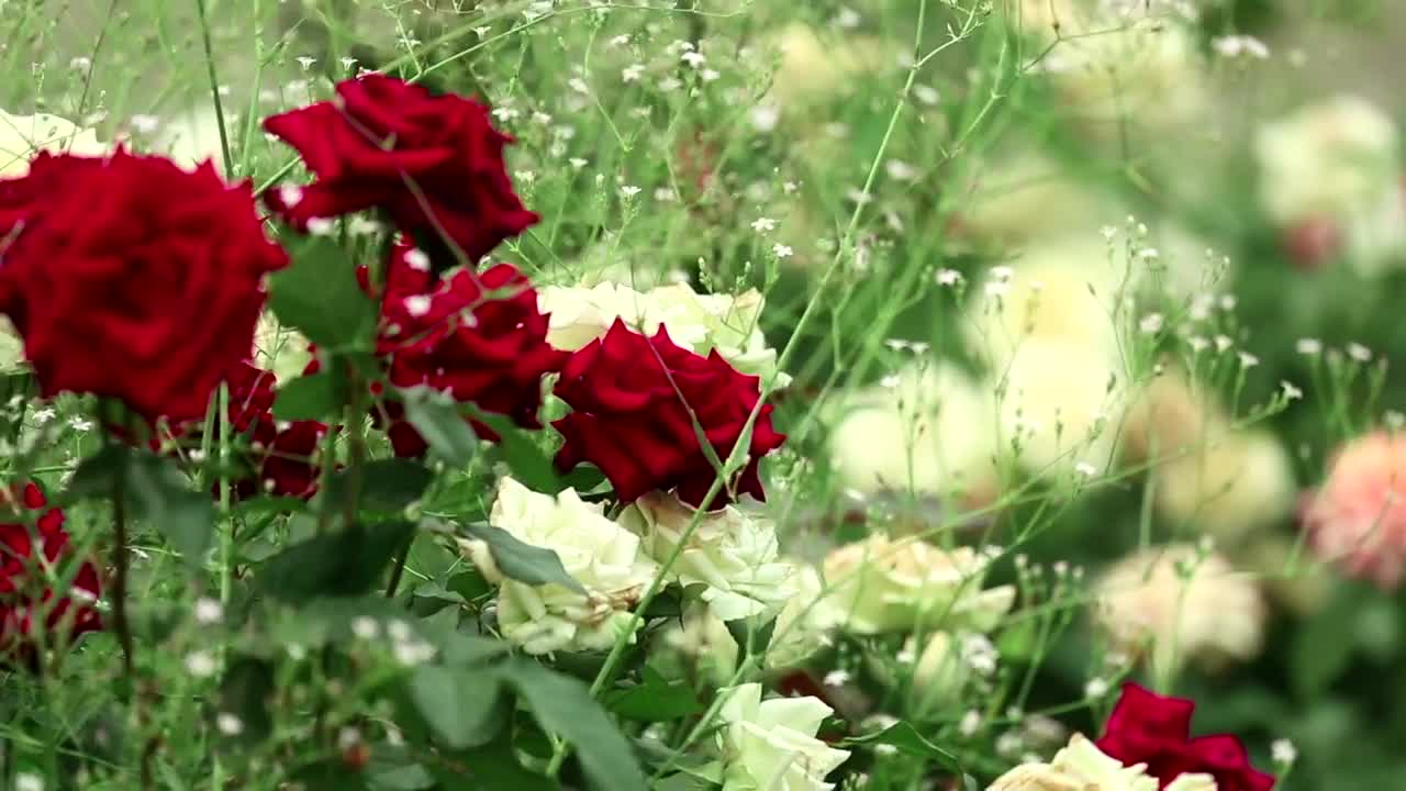 Free Stock Video Roses Bouquet Closeup Live Wallpaper - Free Download