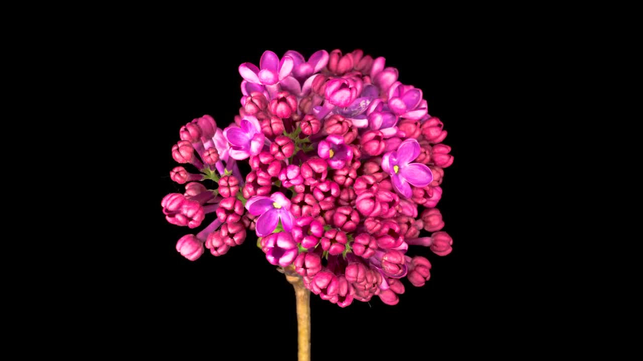 Video Stock Pink Lilacs Opening Their Petals On A Black Background Live Wallpaper Free - Free Download