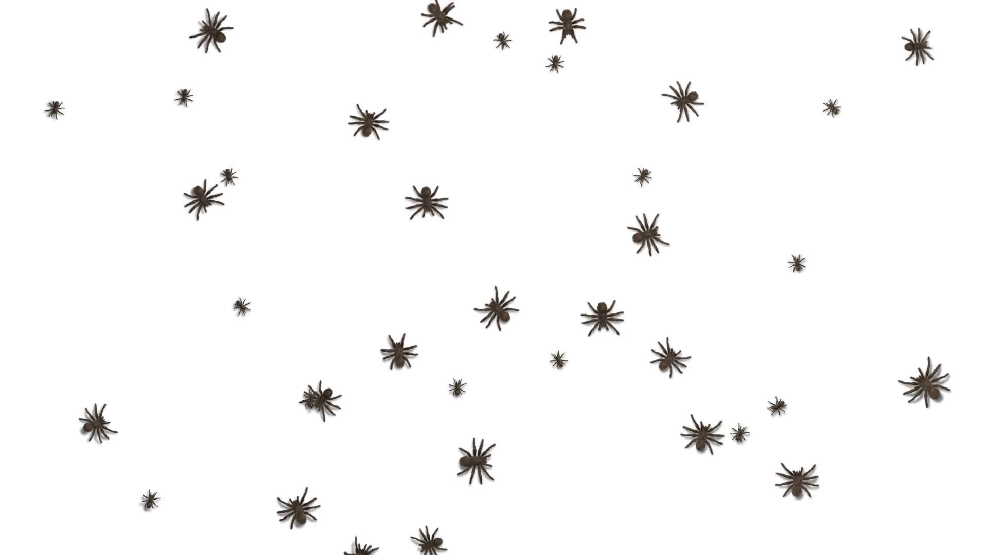 Tarantulas Swarm Screen HD Live Wallpaper Free - Free Download
