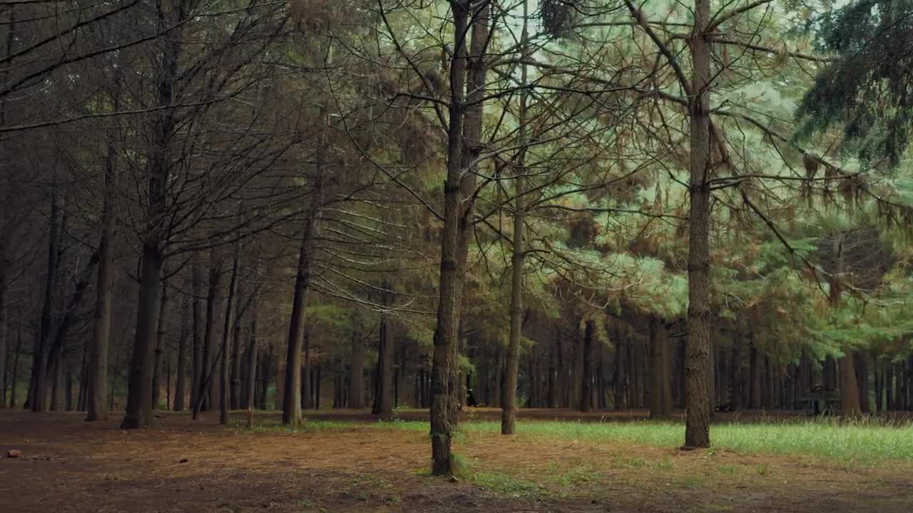 Stock Video Forest With Leafless Trees Live Wallpaper For PC - Free Download