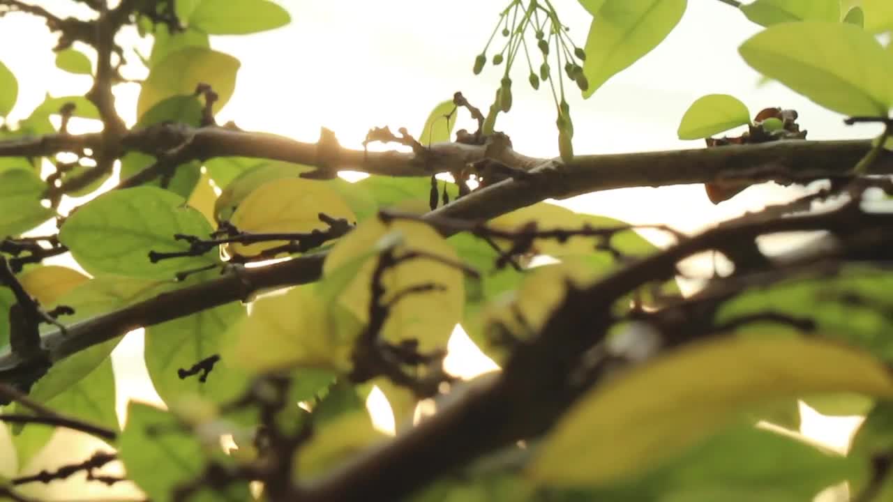 Free Video Stock sunrise through the leaves Live Wallpaper - Free Download