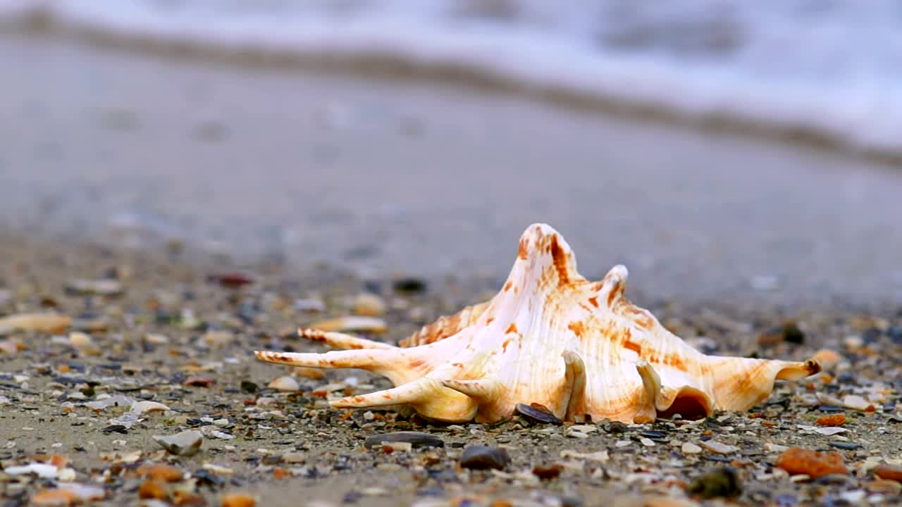 Free Stock Video Shell On The Sand On The Shore Of A Beach Live Wallpaper - Free Download