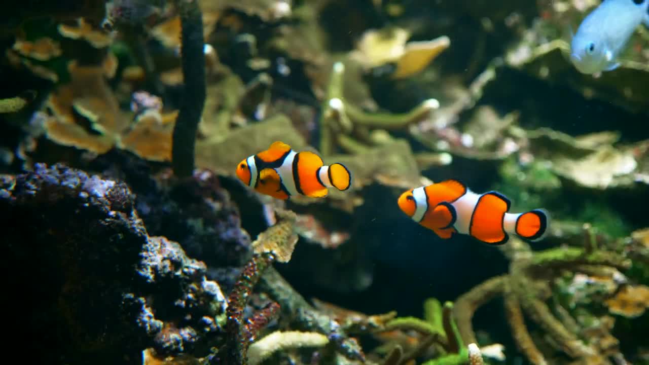 Stock Video Clown Fish Tracking Shot Live Wallpaper For PC - Free Download