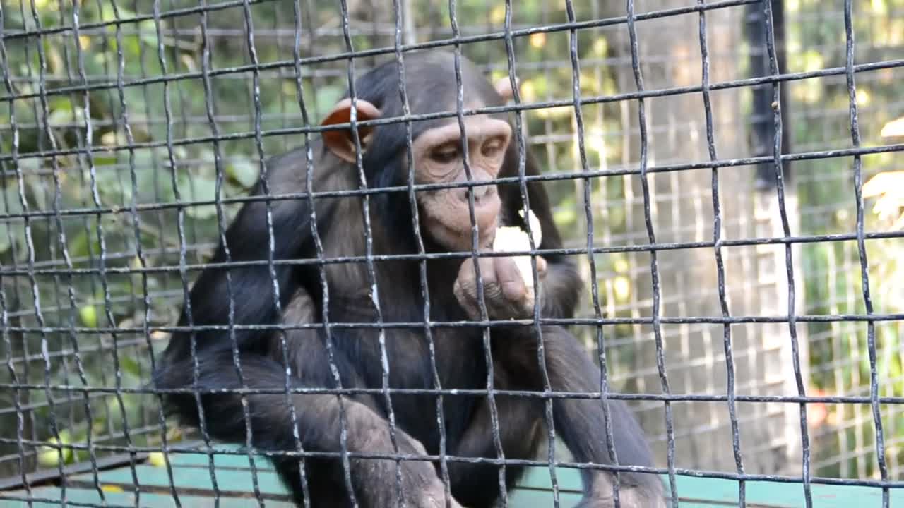 Stock Video Monkey Holding Out A Hand For Foo Animated Wallpaper - Free Download