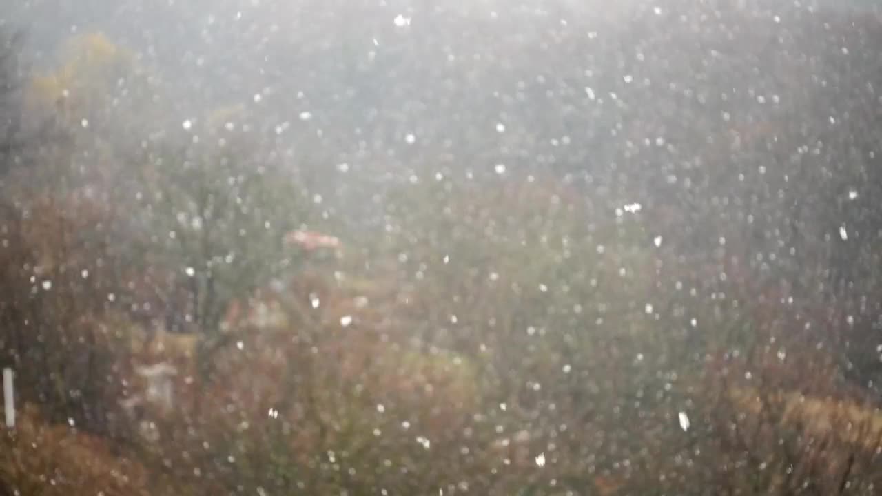 Free Video Stock Slow Falling Snow Over A Forest Live Wallpaper - Free Download