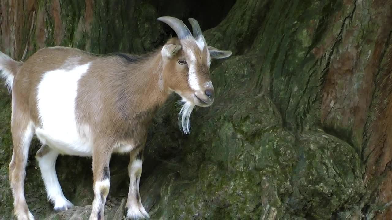 Stock Video Goat With Small Horns Live Wallpaper For PC - Free Download