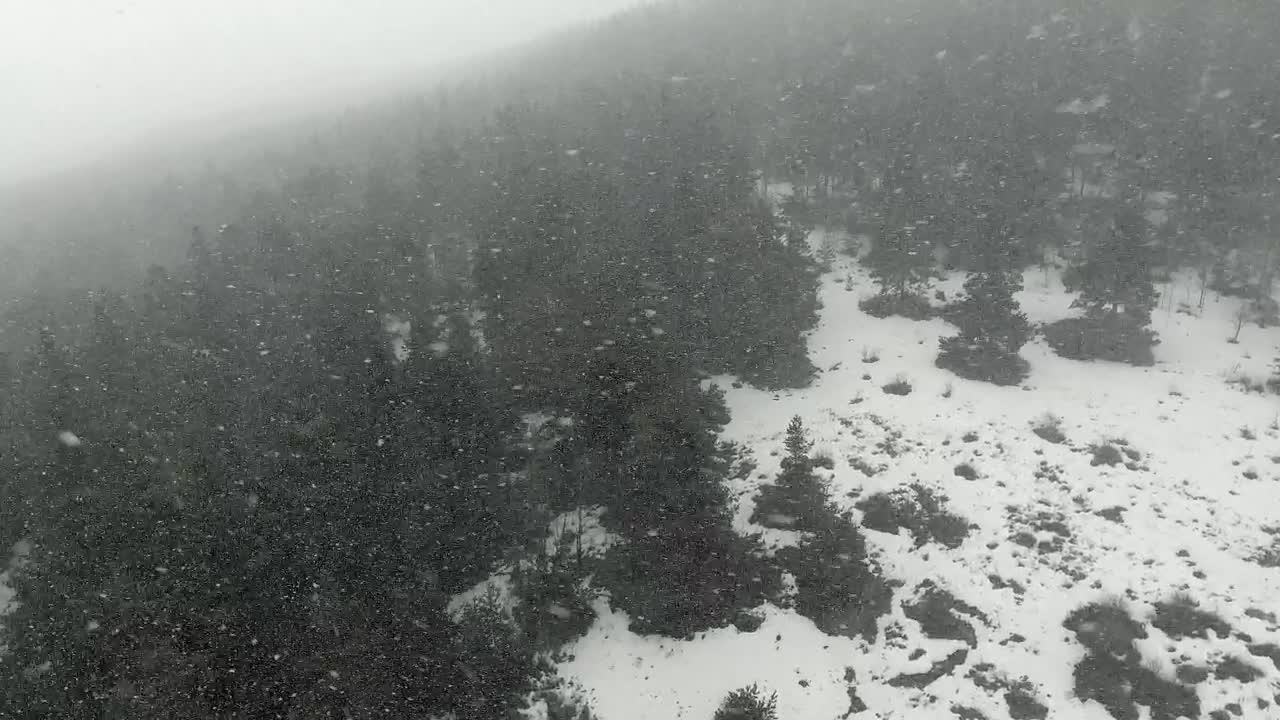 Free Video Stock Snowstorm In A Black Pine Forest Live Wallpaper - Free Download
