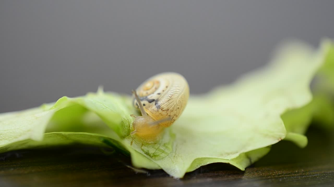 Free Video Stock Snail Moving Over A Leaf Live Wallpaper - Free Download