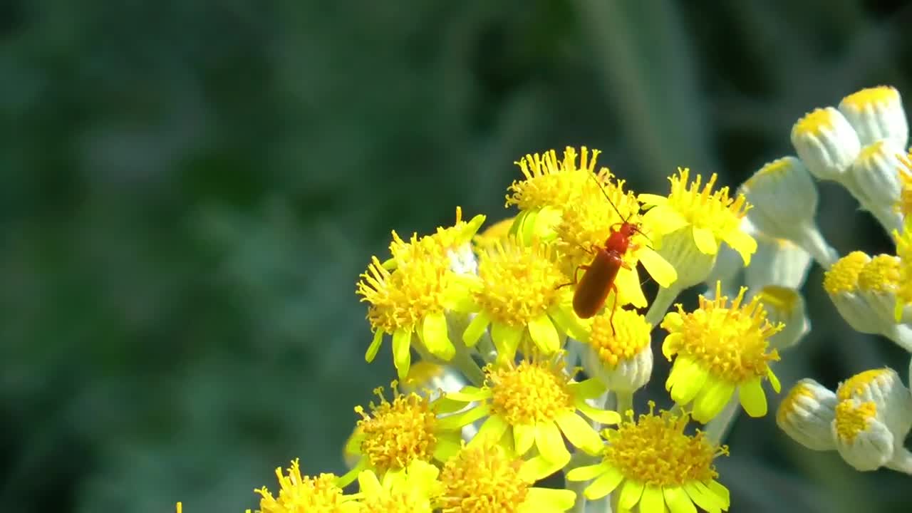 Stock Video Insect On Yellow Flowers Animated Wallpaper - Free Download
