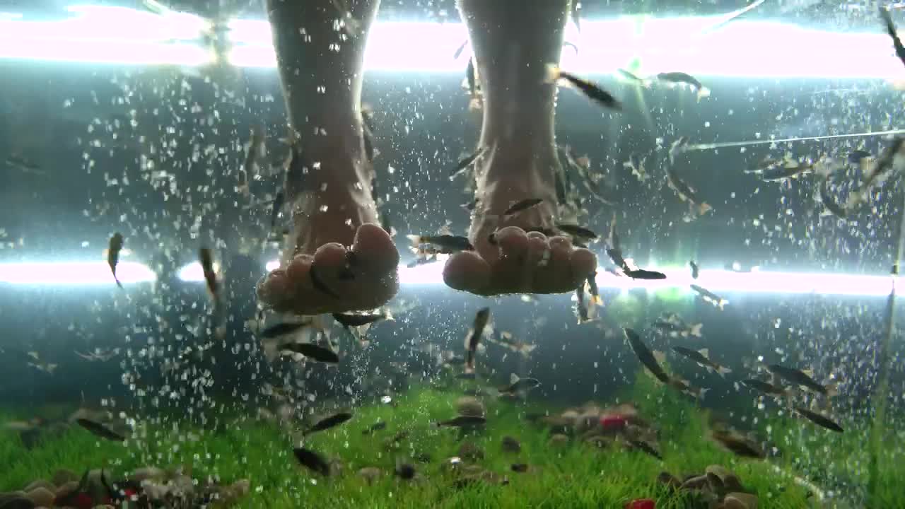 Stock Video Feet Receiving A Fishes Massage Live Wallpaper For PC - Free Download