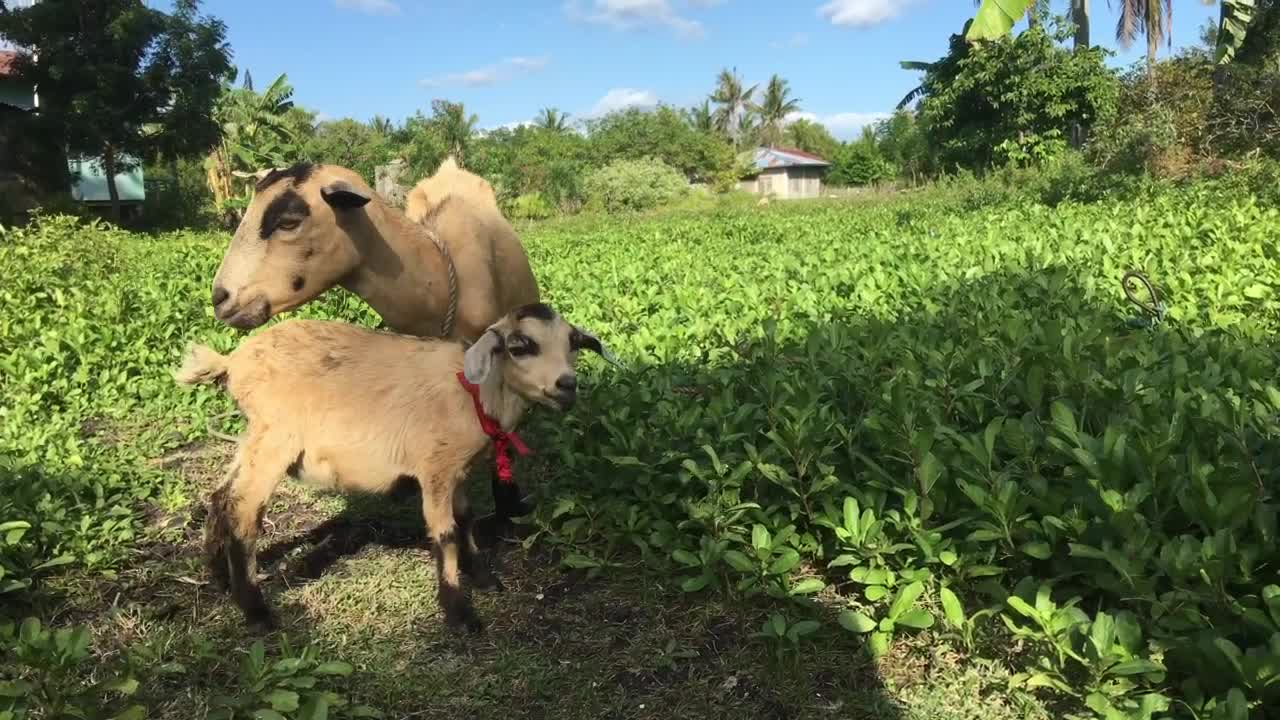 Stock Video Mother And Baby Goat Grazing In The Far Animated Wallpaper - Free Download