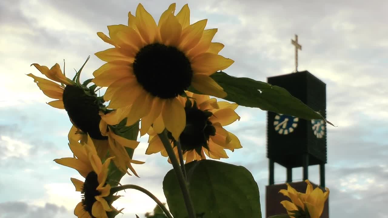 Free Video Stock Sunflowers Near A Church Live Wallpaper - Free Download