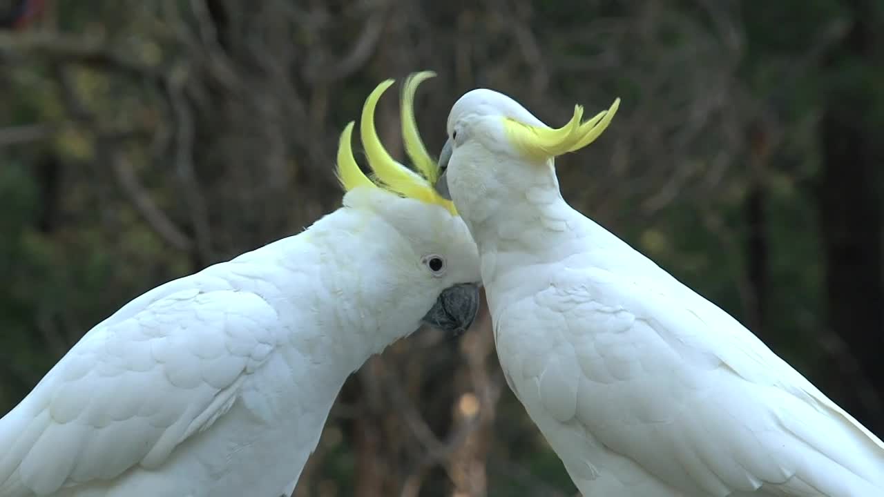 Stock Video Big White Birds Caressing Each Other Live Wallpaper For PC - Free Download