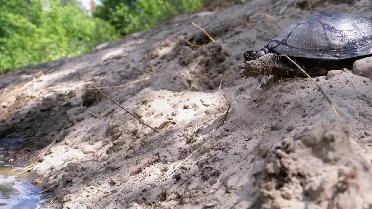 Free Stock Video Turtle Getting Into A River Live Wallpaper - Free Download