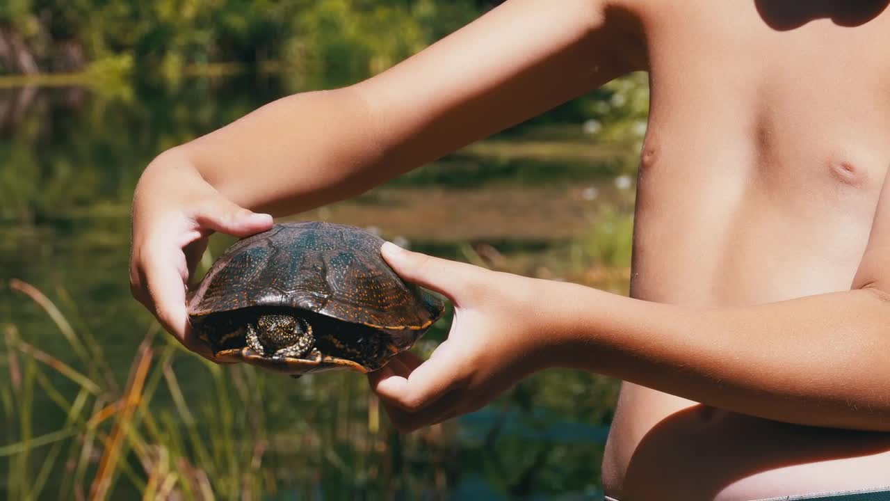 Video Stock Child Shows A Turtle To The Camera Live Wallpaper For PC - Free Download