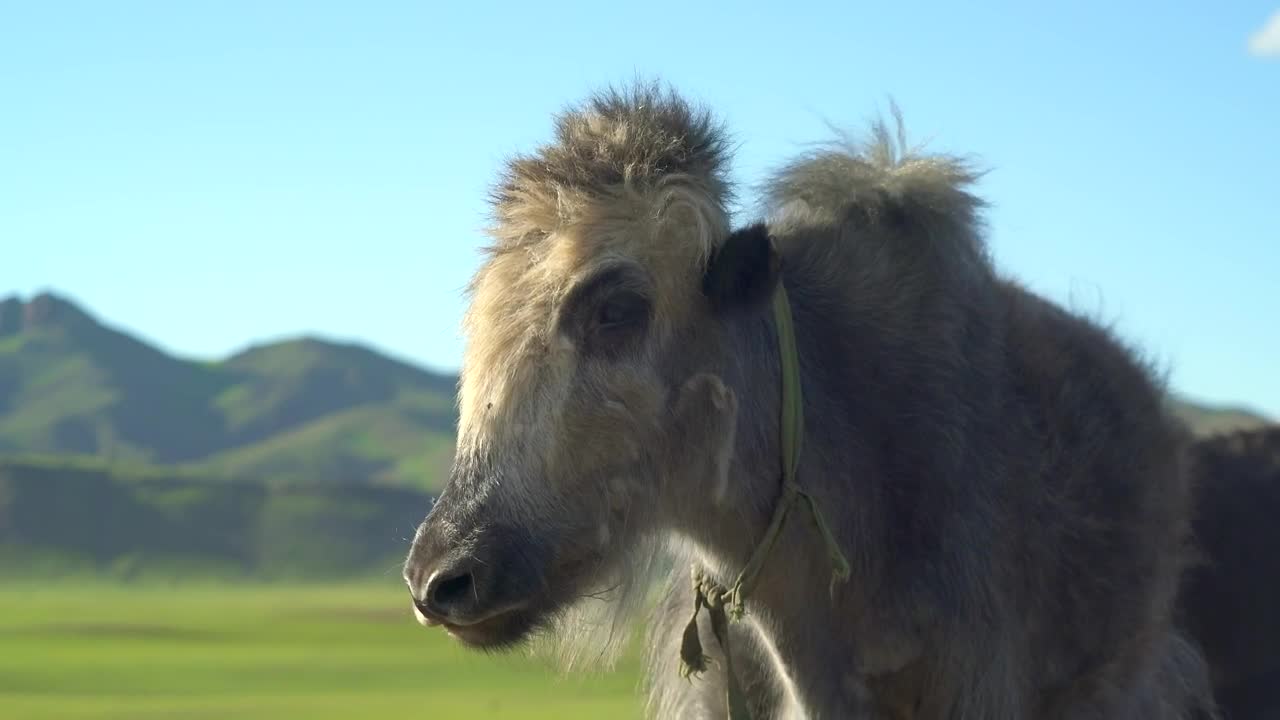 Stock Video Furry Cattle Standing In A Valley Live Wallpaper For PC - Free Download