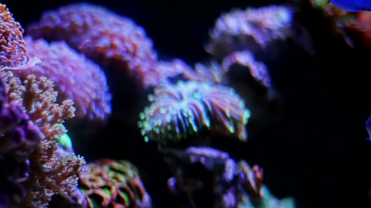 Stock Video Marine Life In A Fish Tan Animated Wallpaper - Free Download