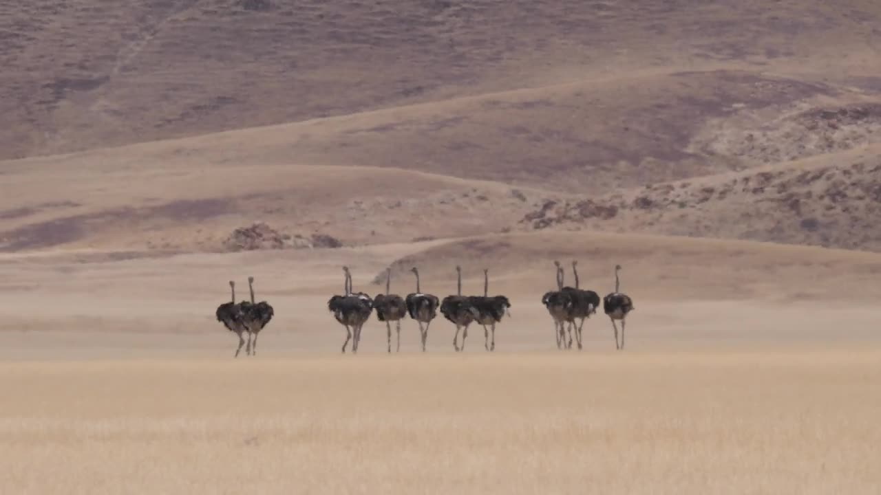 Stock Video Herd Of Ostrich Running On A Dry Savanna Animated Wallpaper - Free Download