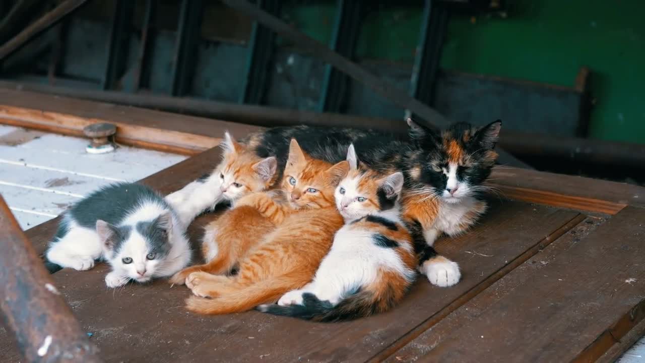 Stock Video Homeless Cats On A Wooden Door Animated Wallpaper - Free Download