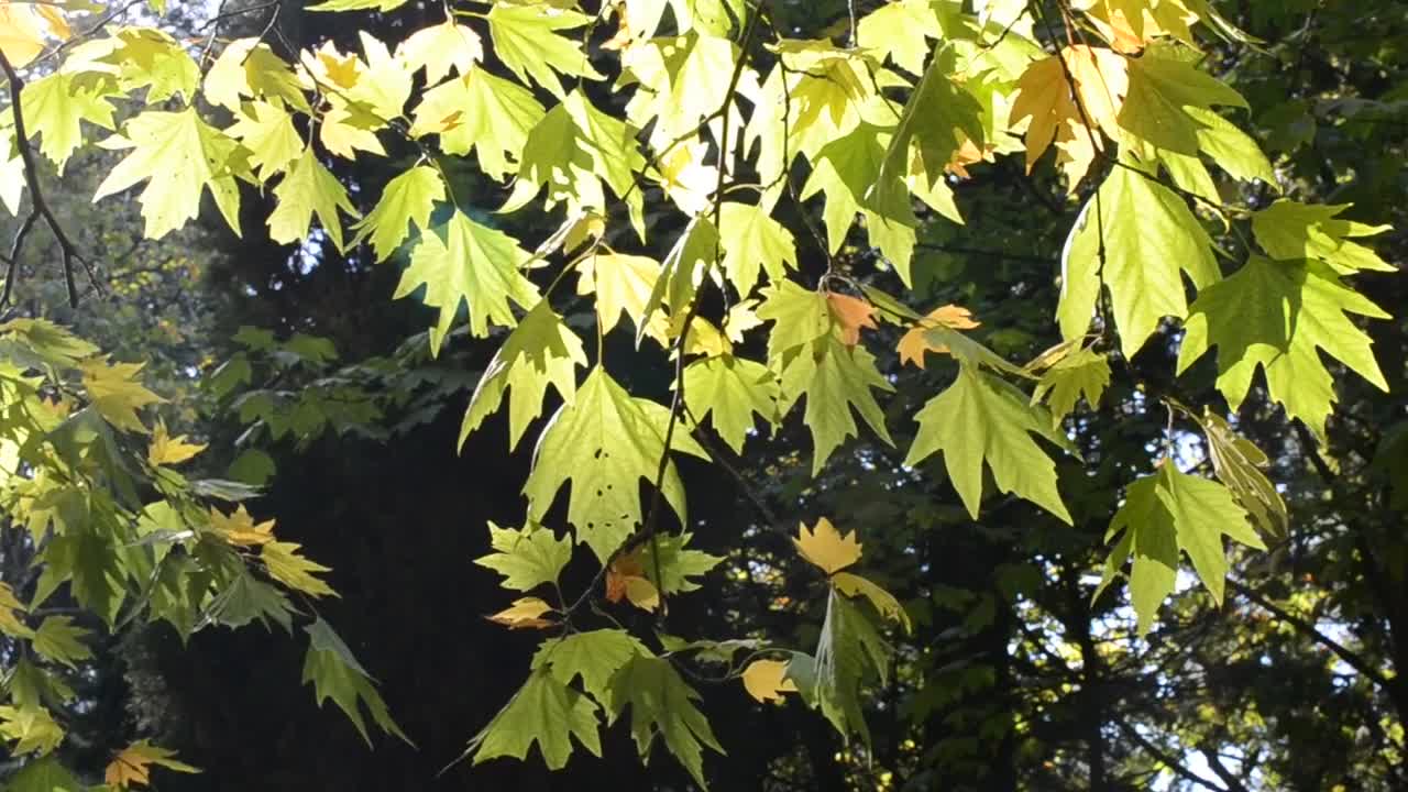 Free Video Stock sunshine on a tree in autumn Live Wallpaper - Free Download