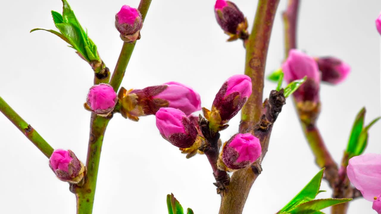 Video Stock Pink Cherry Trees Flowers Opening Live Wallpaper Free - Free Download