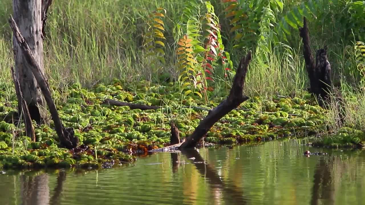 Stock Video Deep Inside A Swamp Live Wallpaper For PC - Free Download