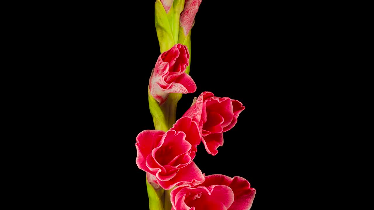 Video Stock Red Gladiolus Flower Blooming Live Wallpaper Free - Free Download