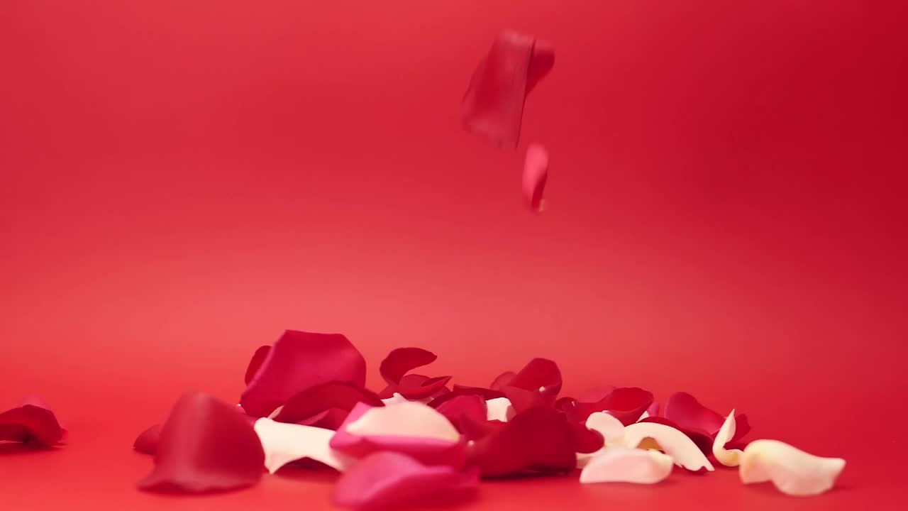 Free Stock Video Rose Petals Live Wallpaper - Free Download
