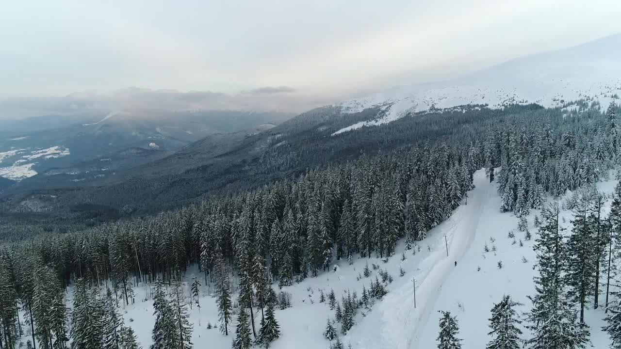 Stock Video Forest Full Of Pines In A Mountainous Area Aerial Live Wallpaper For PC - Free Download