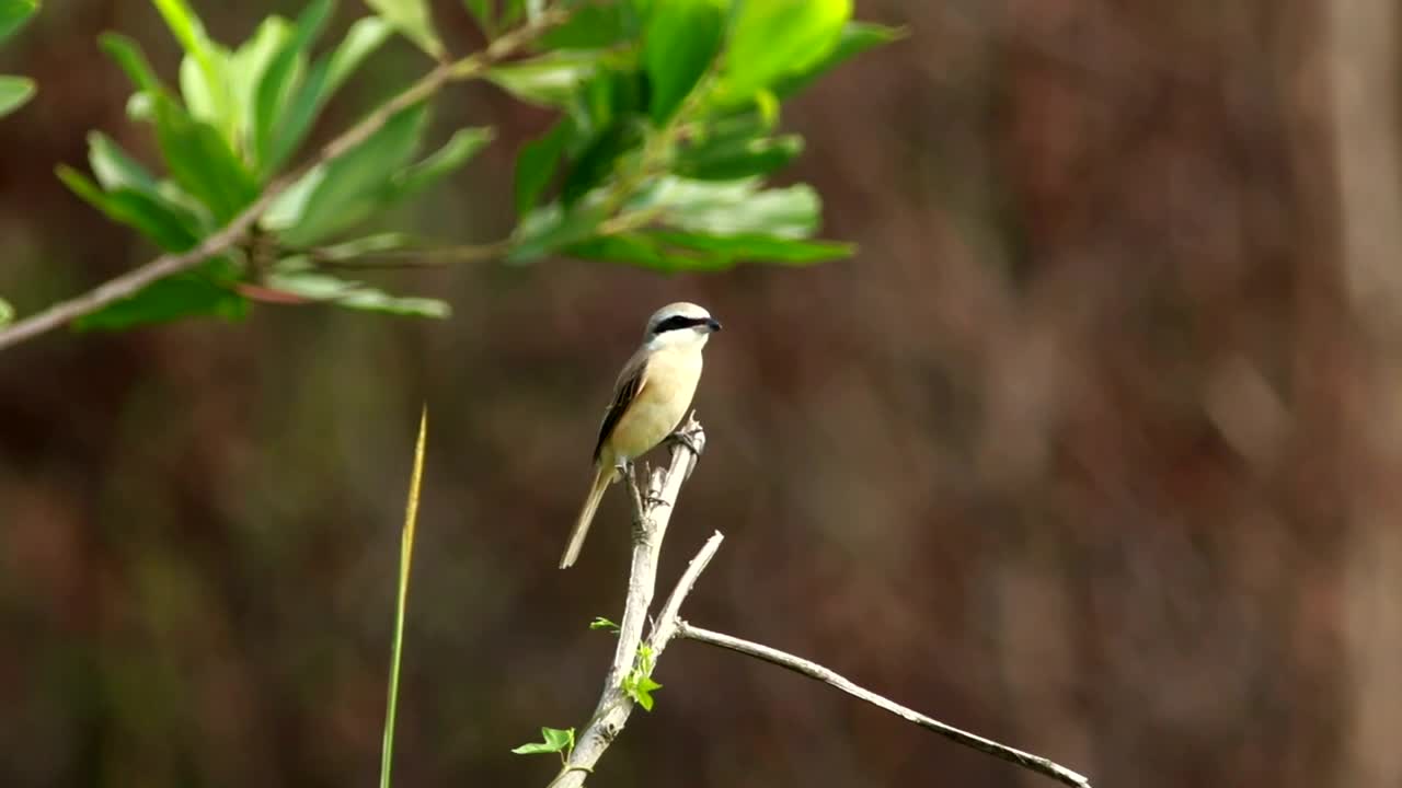 Free Video Stock tiny bird sitting at the end of a branch Live Wallpaper - Free Download